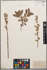 Foto von Salix cinerea L.